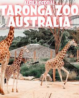 Taronga Zoo Australia - Reviews, Ticket Prices, Opening Hours, Locations And Activities [Latest]