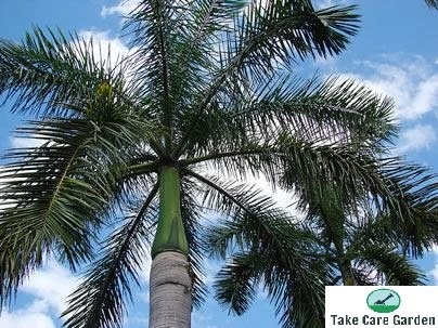 A palmeira real cubana, Roystonea regia Bergius