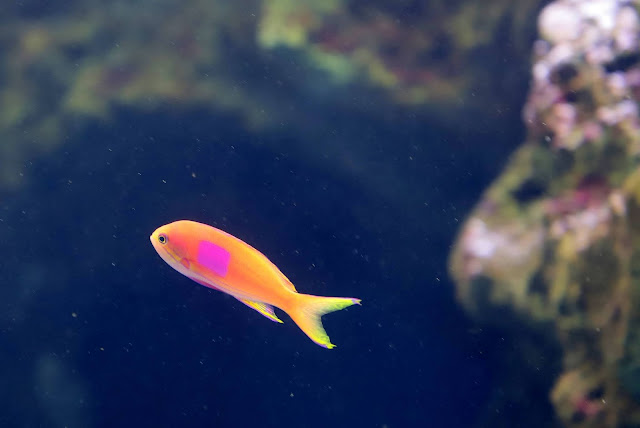 桃園 青埔 親子景點  Xpark 水族館 企鵝 水母 水豚君