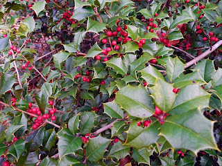 American Holly (Ilex opaca)