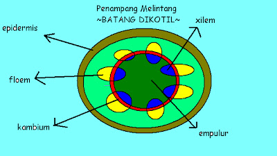 BE BLOG Struktur Dan Fungsi Jaringan Pada Batang Tumbuhan