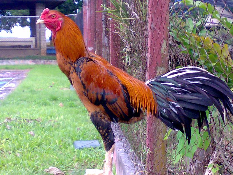  Ayam  laga Siantarman Juni 2013