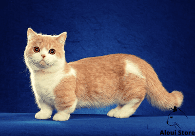 Napoleon Cat