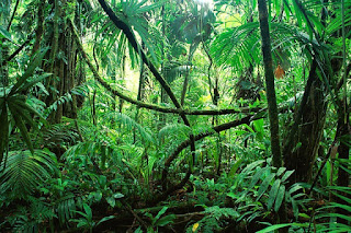 Ekvatoral Yağmur Ormanları Hakkında Bilgi