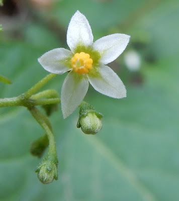 龍葵的花