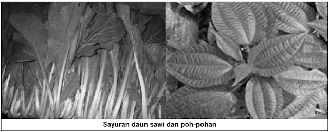  bab vegetatif dari flora yang sanggup dimakan Jenis-Jenis/Klasifikasi/Macam-Macam Sayuran (Sayuran Berdasarkan yang Dimakan dan Pigmen yang Terkandung)