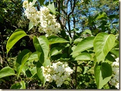 white lilacs