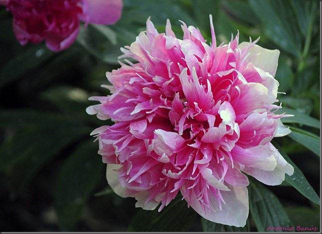 2 PAEONIA OFFICINALIS RUBRA PLENA_DSC4807X1