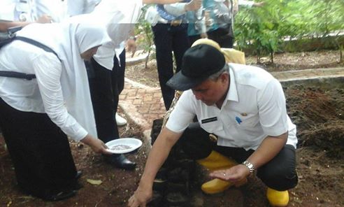 Pemkot Uji Coba Budidaya Tanaman Alfalfa dan Beras Hitam