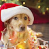 Navidad: Cuida a tus mascotas en la Nochebuena