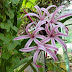 Crinum amabile - Açucena-do-brejo