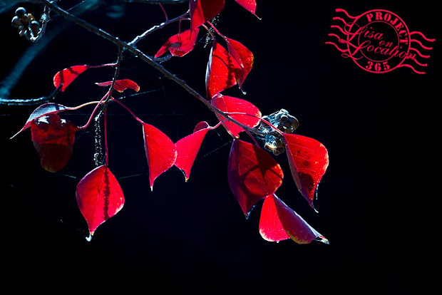 365 photo challenge, Lisa On Location photography, New Braunfels, Texas. Autumn. Red leaves