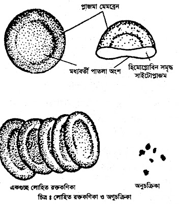 লোহিত রক্ত কণিকা (Erythrocyte), শ্বেত রক্ত কণিকা (Leucocyte) এবং অণুচক্রিকা (Thrombocyte)।