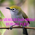 Cara Memilih dan Merawat Burung Pleci