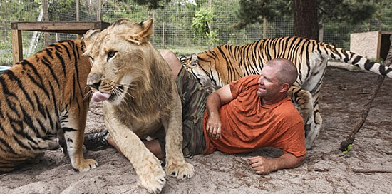 Single Vision Animal Sanctuary - Tigres e leão