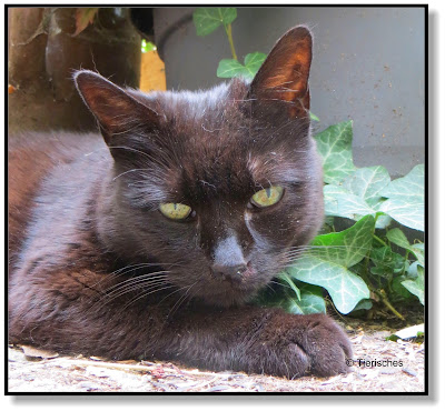 schwarze Katze Rambo