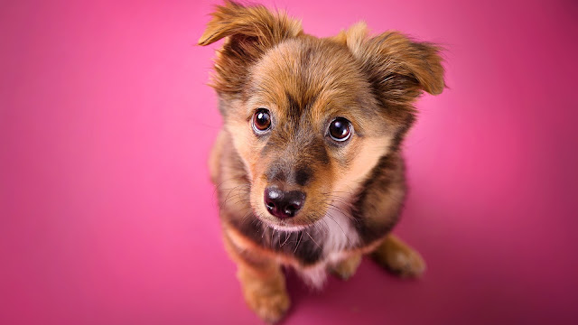 dog with pink background
