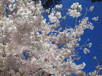 Lake Gaston flowers