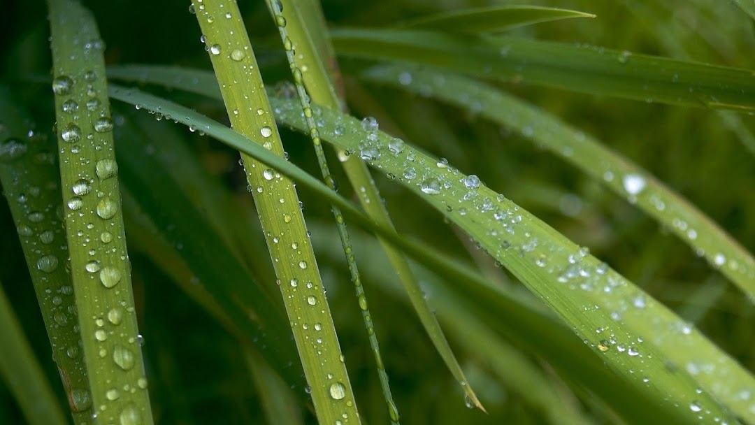 Water Drops HD Wallpaper 2