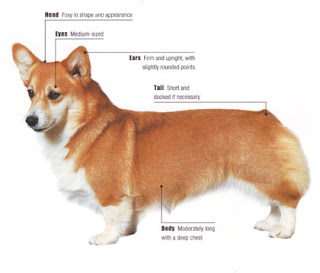 pembroke welsh corgi dogs breed info pets animal domestic hound