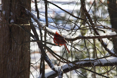 back-lit cardinal male