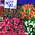 Columbia Road Flower Market - London Flower Market