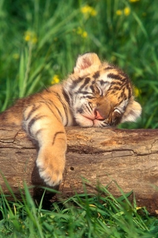 Baby Tiger