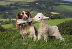 A sheepdog bottle-feeding baby lamb, Jess the sheepdog gives milk to Shaun