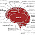 10 Cosas Sobre El Cerebro De Los Hombres