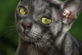 Korat cat face, by Mpc92, via Adobe Stock