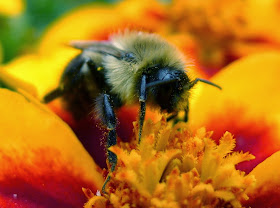 Beekeeping, URI Master Gardener