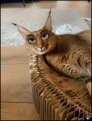 Digital Cat GIF • Funny and pretty 'Arielle' with beautiful cartoon eyes [ok-cats.com]