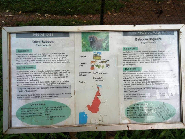 Weekend Tourism | Visit to the Mvog-Betsi Zoo Yaoundé