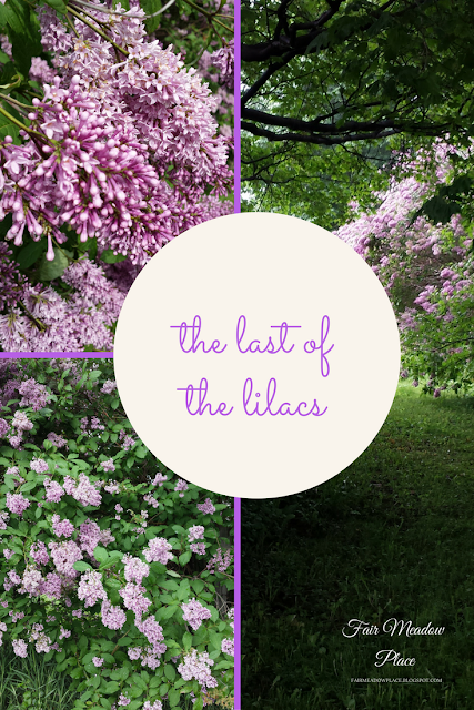 The Last of the Lilacs