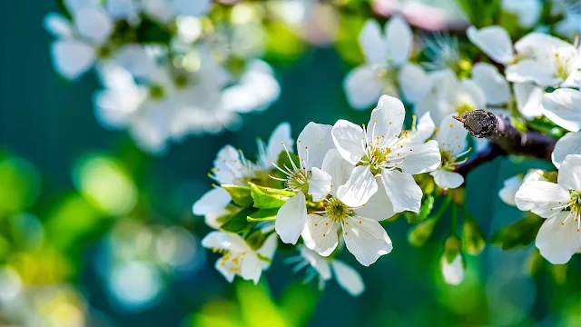 Papel de Parede Flores da Maçã Papel de Parede 3D DNA para pc hd 3d grátis flowers wallpapers hd image free