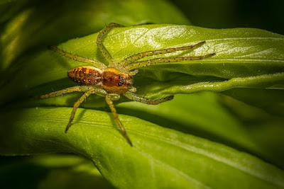 Camel spider facts and information