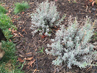 lavendar wee one in winter