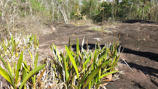 Encyclia cachimboensis