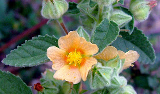 Sida cordifolia