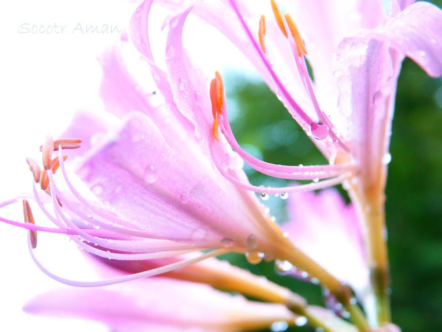 Lycoris squamigera