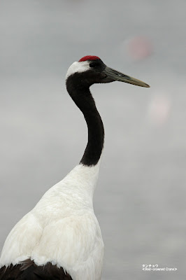 タンチョウ　≪Red-crowned Crane≫