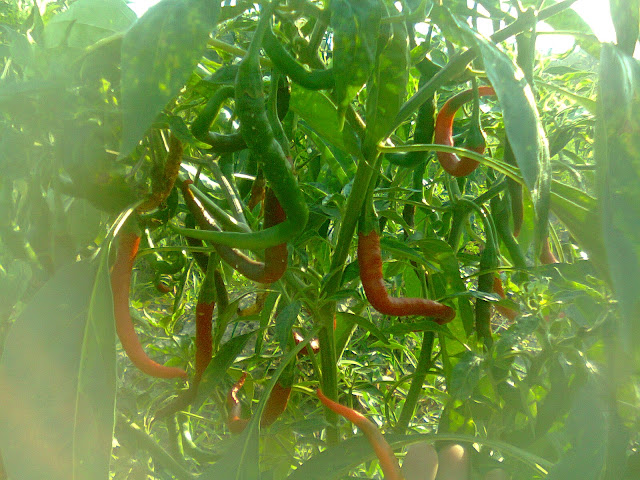 Pohon Cabai Rawit Hijau Keriting di Kebun