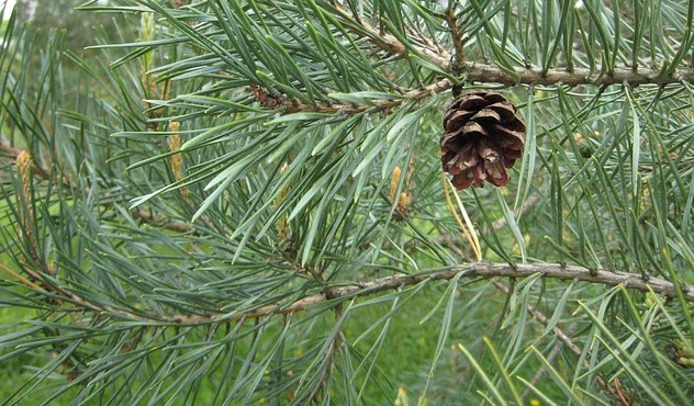 Klasifikasi dan Morfologi Tanaman Pinus morfologi