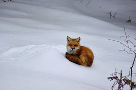 Funny animals of the week - 31 January 2014 (40 pics), fox in the snow