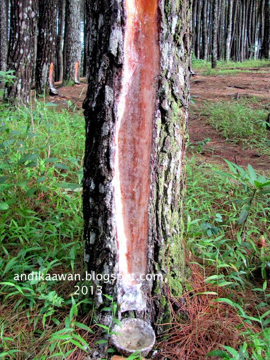 Penikmat Perjalanan Hutan Pinus  Dlingo Sejuknya Udara 