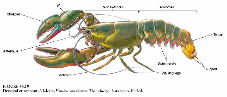  Hewan  Crustacea  Pengertian Ciri dan Klasifikasinya 