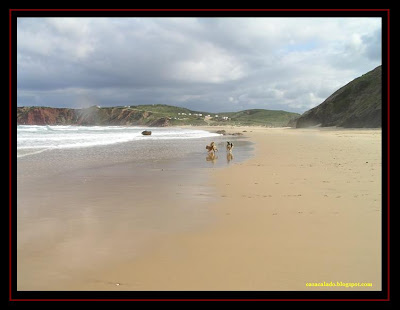 Australian Shepherd and Golden Retriever in Amado Beach, Algarve