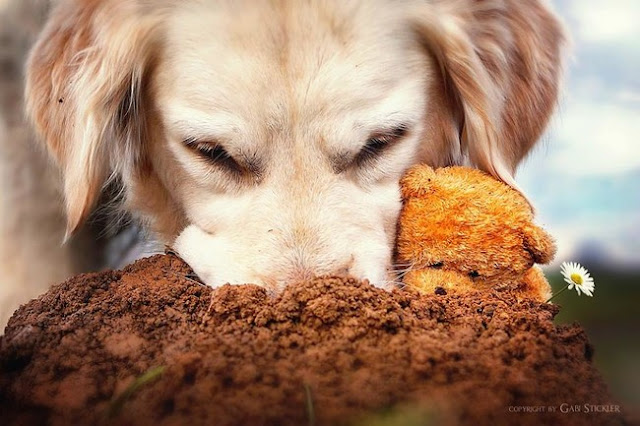 As aventuras do Golde Retriever Mali  e seu urso de pelúcia