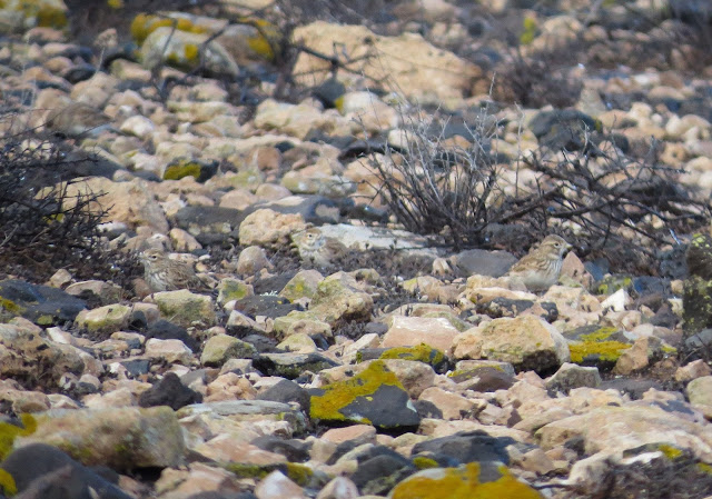 Lesser Short-toed Larks - Reserva de El Jarde, Fuerteventura