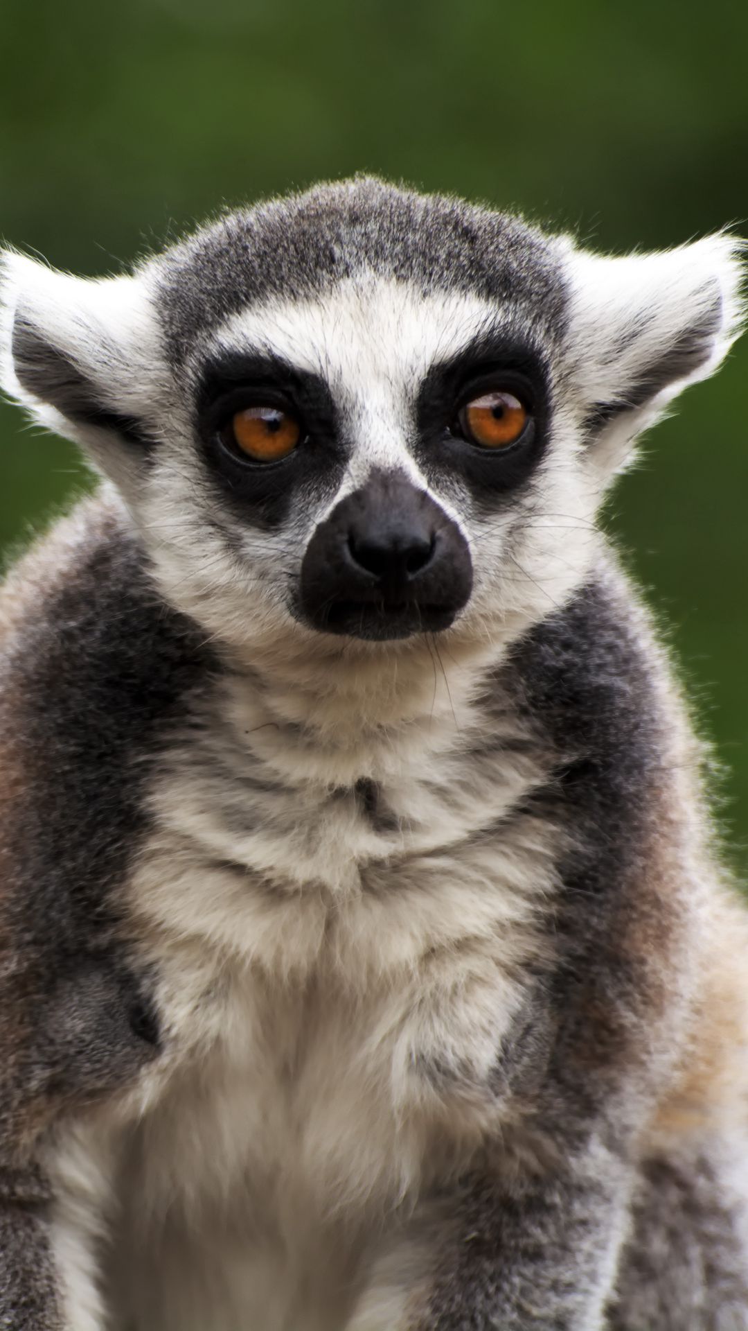 Wallpaper Madagascar, Lemur, Animal, Catering + Download ...